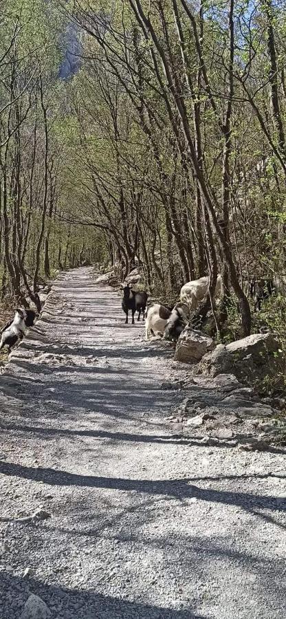 Villa Zora, Starigrad Paklenica, Seline Dış mekan fotoğraf